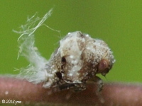 Acanaloniid Planthopper, Nymph or possible adult