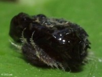 Tortoise Beetle Larvae