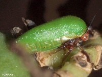 Treehopper (Female)