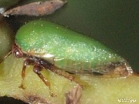 Treehopper (Female)