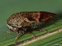 Treehopper (Male)