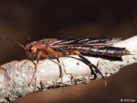 Horntail Wasp