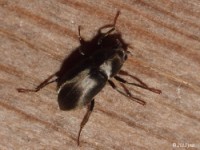 Long-toed Water Beetle