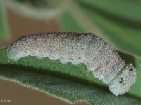 Goatweed Leafwing Butterfly Caterpillar