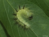 Cottonwood Dagger Moth Caterpillar