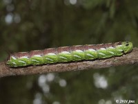 Baldcypress Sphinx Moth Caterpillar