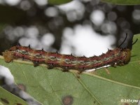 Pink-striped Oakworm Moth Caterpillar