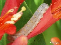 Cimbicid Sawfly Larvae