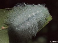 Spun Glass Slug Moth Caterpillar