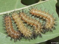 IO Moth Caterpillar