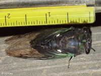 Swamp Cicada