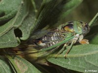 Plains Dog-day Cicada