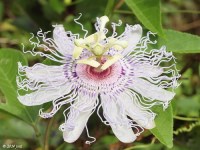 Passion Flower (Passiflora incarnata)