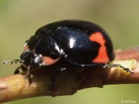 Lady Beetle