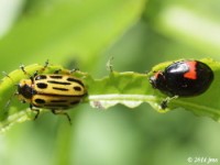 Lady Beetle and Leaf Beetle size comparison