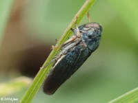 Male Leafhopper