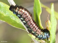 Groundselbush Beetle larvae