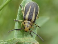 Groundselbush Beetle