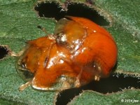 Tortoise Beetle Mating