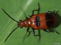 Six-spotted Neolema Leaf Beetle