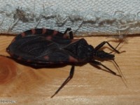 Eastern Blood-sucking Conenose Bug