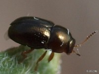 Bronze Leaf Beetle