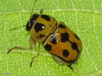 Case-bearing Leaf Beetle