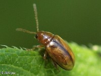Flea Beetle, Possible N. infuscata