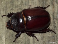 Ox Beetle, Female