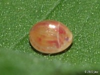 Leaf-footed Bug Egg