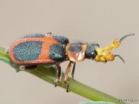 Soft-winged Flower Beetle