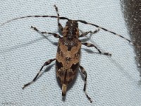 Flat-Faced Long-horned Beetle