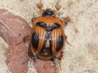 Earth-Boring Scarab Beetle