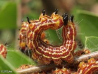 Early Instar Drexel's Datana Moth Caterpillar