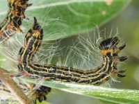 Late Instar Drexel's Datana Moth Caterpillar