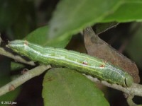 Variable Oakleaf Moth Caterpillar
