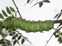 Honey Locust Moth Caterpillar