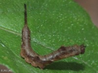 Early Instar Rose Hooktip Moth Caterpillar
