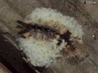 Dagger Moth Caterpillar with Unknown Parasites