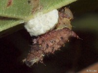 Schizura Moth Caterpillar with Unknown Parasites