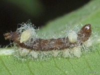 Uknown Caterpillar with Parasites