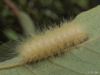 Yellow Bear Caterpillar(Virginia Tiger Moth)
