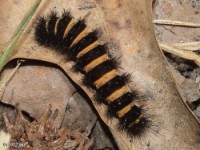 Agreeable Tiger Moth Caterpillar