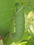 Modest Sphinx Moth Caterpillar