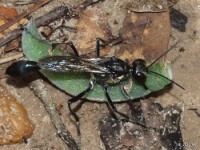 Thread-waisted Wasp Predator