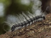 Walnut Caterpillar Moth