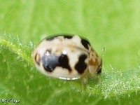 Kidney Spotted Lady Beetle