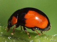 T-marked Lady Beetle