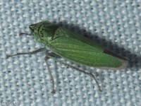 Waterlettuce Leafhopper