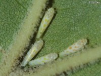 Eratoneura on underside of Sycamore leaf